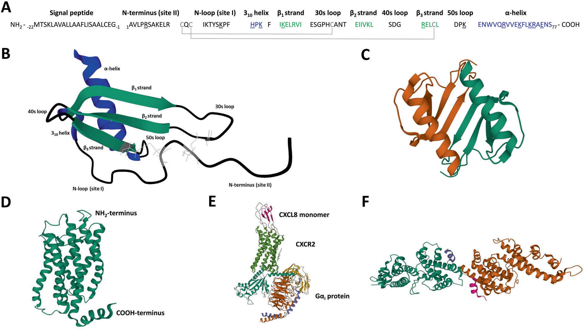 Tumor microenvironment regulator IL-8